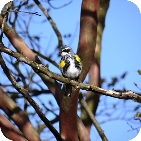 Yellow-rumped Warbler (AKA Butterbutt)