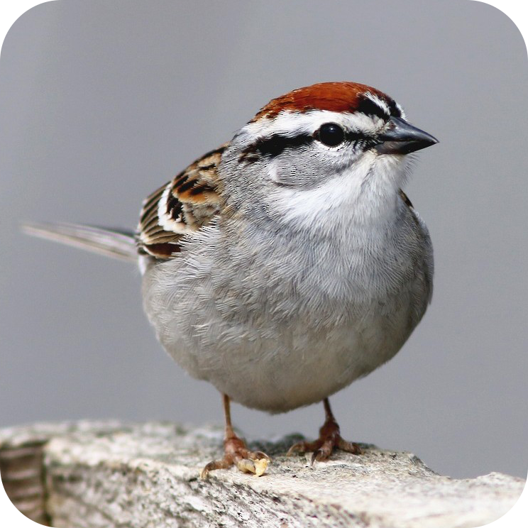 Chipping Sparrow