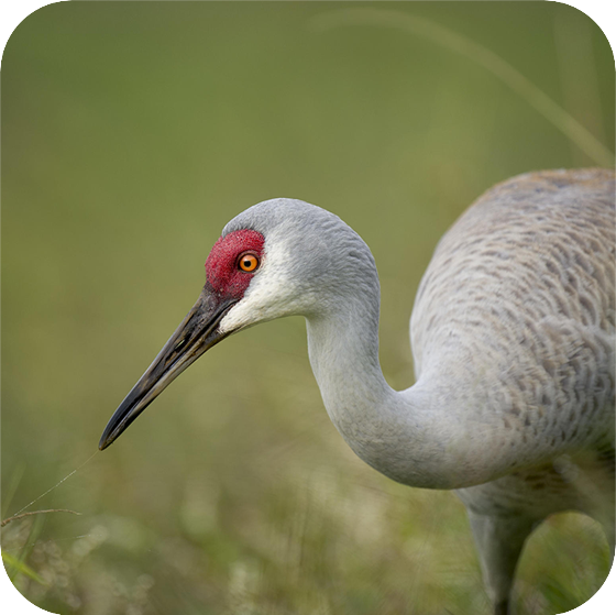 Sandhill Crane