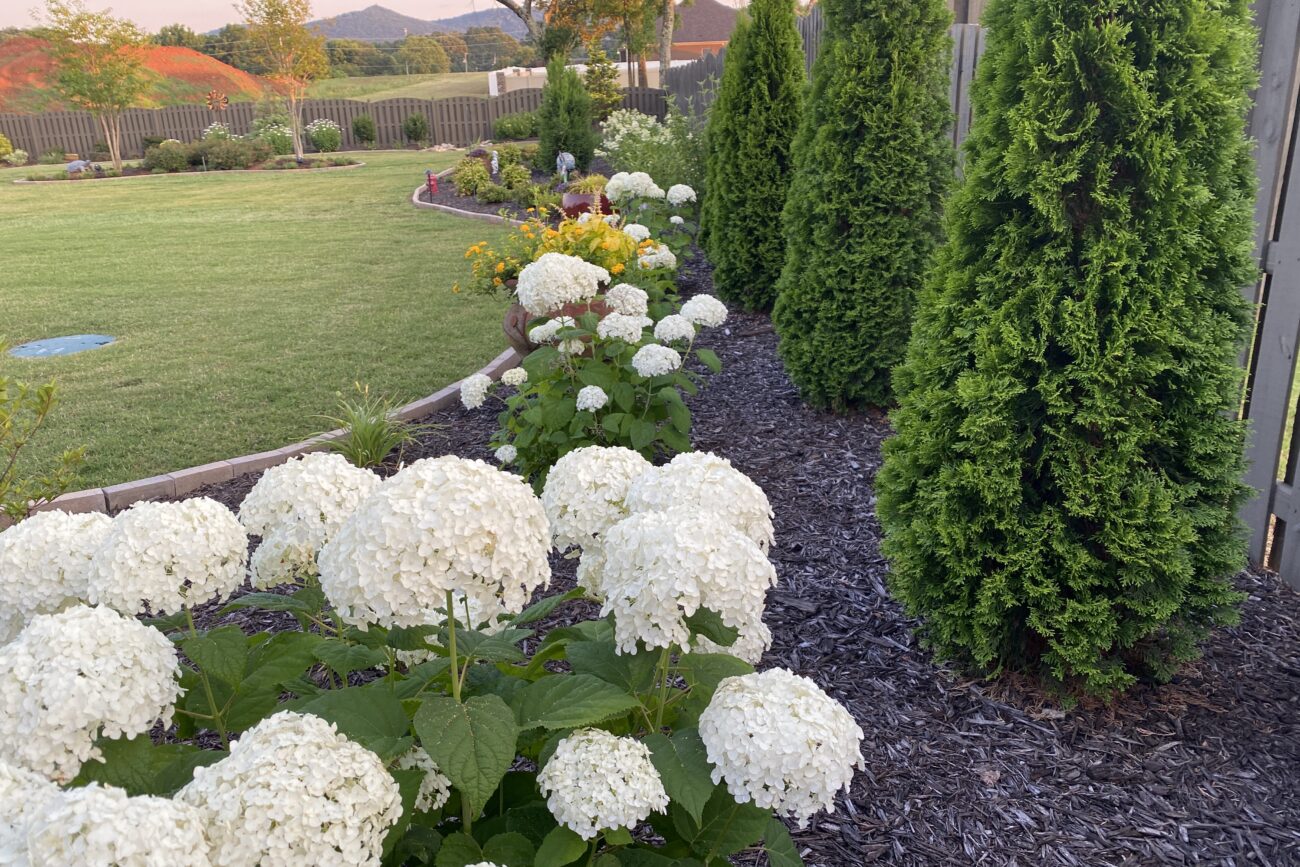 Nature-focused outdoor space- Garden with varieties of flowering plants.